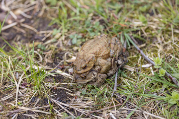 pairing of common toats (bufo bufo) in a meadow