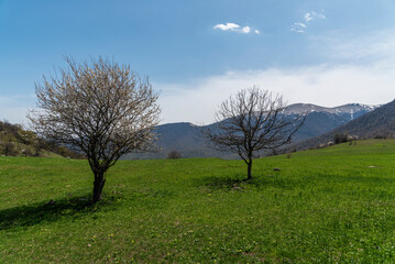 Beautiful trees in the mountains and green hills. Spring landscape. Green Fields.