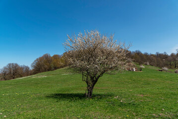 Beautiful tree in the mountains and green hills. Spring landscape. Green Fields.