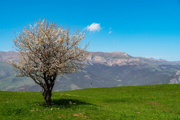 Fototapeta na wymiar Beautiful tree in the mountains and green hills. Spring landscape. Green Fields.