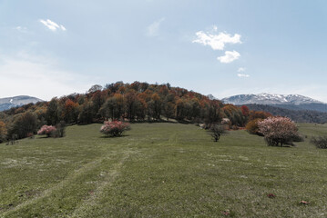 Fototapeta premium Spring landscape with trees on the green field.