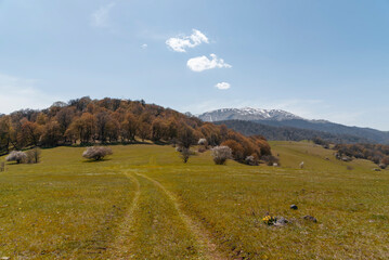 Spring landscape with trees on the green field.