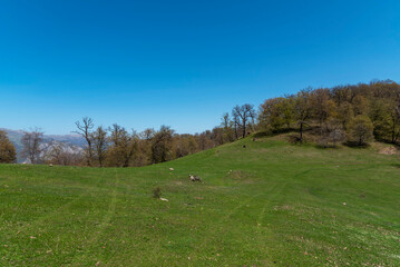 Spring landscape with trees on the green field.