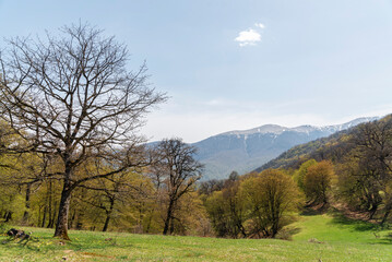 Spring landscape , beautiful forest in the mountains.