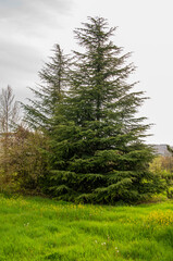 Image of pine tree with dense and dark green leaves.