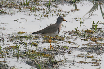 Red wattled lapwing female