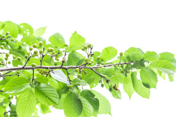 実り始めのさくらんぼ