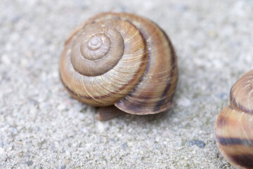 かたつむり