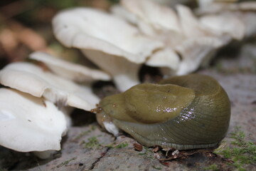 Slug on log