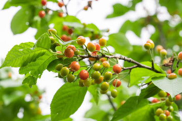 実り始めのさくらんぼ