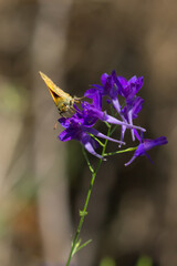 The large skipper (lat. Ochlodes sylvanus), of the family Hesperiidae, on the field larkspur (lat....