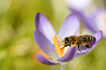 Honigbiene auf Krokus