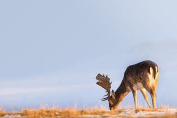 Damhirsch mit großem Geweih grast im Winter © Daniela