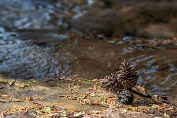 Pinecones by the water at Parod or Farod Falls in northern Israel is a beautiful place to hike in the Winter and Spring.
