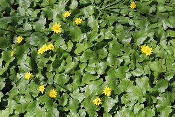 yellow flowers