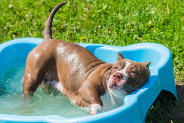 American Bully dog is swimming in pool