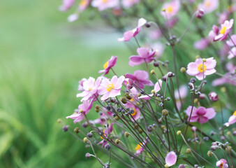 Nature background with spring flowers. (Anemone scabiosa). Selective and soft focus. Copy space. 