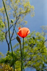 晴れた日のポピー