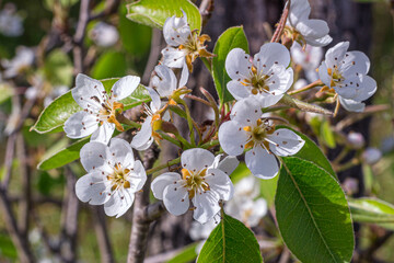 Beautiful white peach blossoms