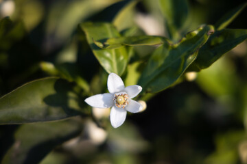 White flowers on orange tree, orange blossom in Valencia, Spain