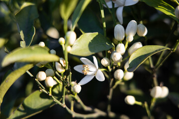 White flowers on orange tree, orange blossom in Valencia, Spain