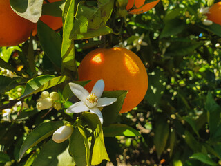 White flowers on orange tree, orange blossom in Valencia, Spain