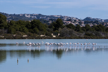 Flock of flamingos in Calpe, costa blanca, Spain - obrazy, fototapety, plakaty