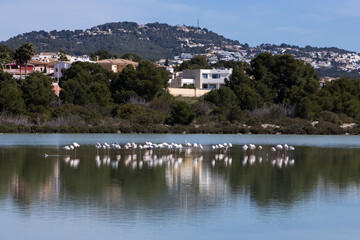 Flock of flamingos in Calpe, costa blanca, Spain