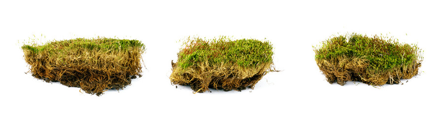 fresh green moss isolated on white background.