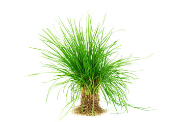 green grass with roots on white background