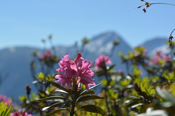alpine rose with Piz Muraun in the background, Surselva, Disentis, Switzerland