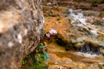Cyclamen growing out of a rock at Parod or Farod Falls in northern Israel is a beautiful place to hike in the Winter and Spring.
