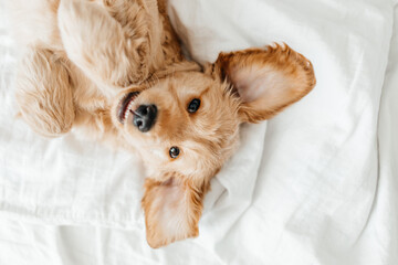 Fototapeta na wymiar Cute playful doggy or pet Cocker Spaniel puppy dog on white bed. Funny moments of a dog
