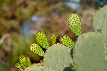 Große Kakteen mit Ablegern im Sonnenlicht auf Mallorca