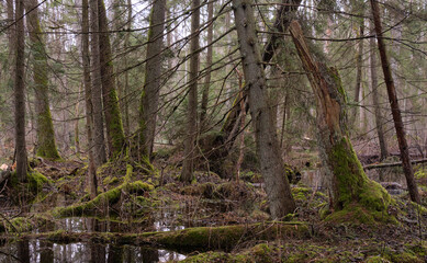 Springtime alder-bog forest