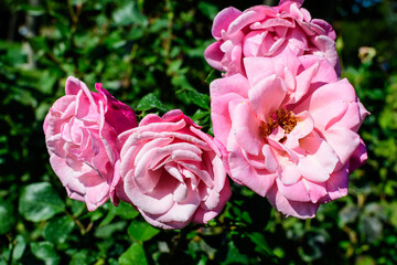 Many large and delicate vivid pink roses in full bloom in a summer garden, in direct sunlight, with blurred green leaves in the background.