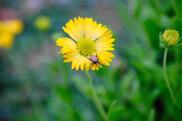 花と虫