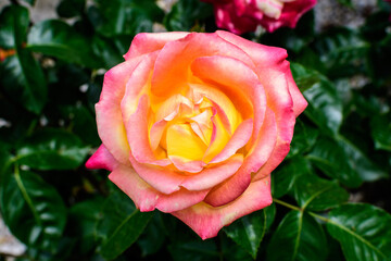 Close up of one large and delicate vivid yellow orange roses in full bloom in a summer garden, in direct sunlight, with blurred green leaves in the background.