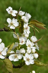 Fototapeta kwitnące pędy gruszki japońskiaj obraz