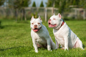 Two White color American Bully dogs are on nature