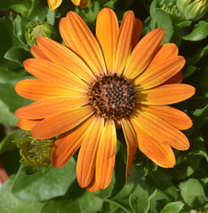 kwiat pomaranczowy