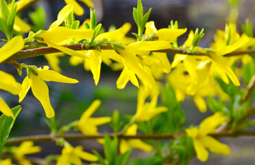Forsythia intermedia in spring season close up.Yellow beautiful bright flowers in the garden.Popular ornamental shrub from olive family Oleaceae. Selective focus.
