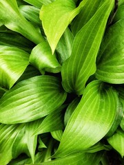 Fototapeta premium Background of beautiful green leaves. Nature backdrop. 