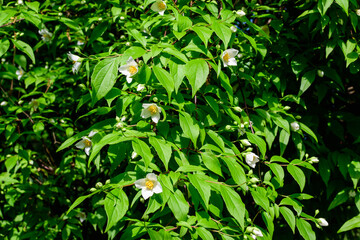 Fresh delicate white flowers and green leaves of Philadelphus coronarius ornamental perennial plant, known as sweet mock orange or English dogwood, in a garden in a sunny summer day, beautiful outdoor