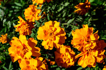 Large group of orange tagetes or African marigold flowers in a a garden in a sunny summer garden, textured floral background photographed with soft focus..
