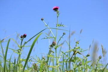道端、田んぼに自生する野草、綺麗