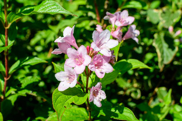 Many light pink flowers of Weigela florida plant with flowers in full bloom in a garden in a sunny spring day, beautiful outdoor floral background photographed with soft focus.