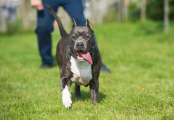 Blue hair American Staffordshire Terrier dog in move