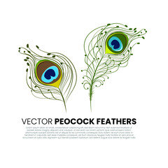 peacock feather vector illustration