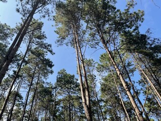 Obraz premium trees in the forest